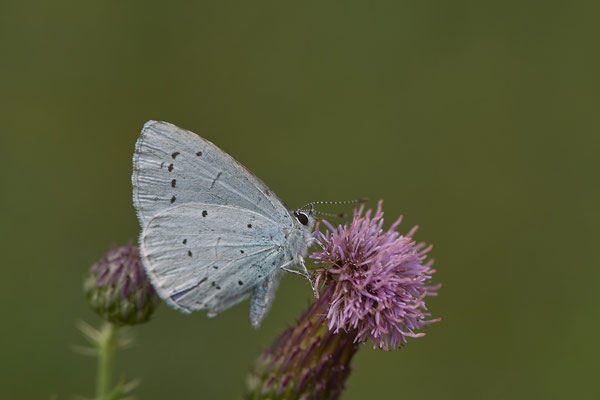 Faulbaumbläuling - WES Drevenacker Dünen - (18.07.2020)