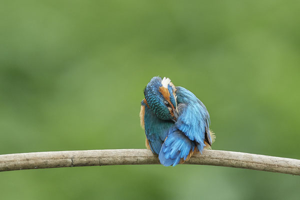 Eisvogel - und das gleiche nochmal Rückenseite - (22.05.2020)