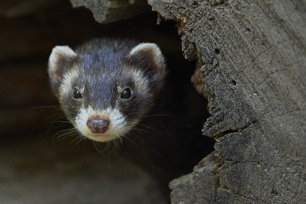 Iltis - Ausflug mit Fotofreunden  zum Biotopwildpark Anholter Schweiz - (17.09.2020)