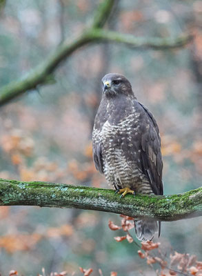 Mäusebussard