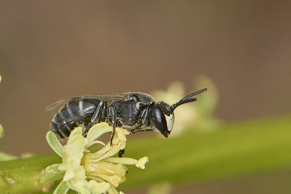 Nr.0326 - Hylaeus signatus - Resede Maskenbiene - OB Neue Mitte 2 - 51°29`18.13" 6°53`21.84" - (30.04.2019)