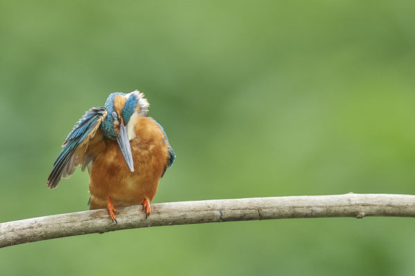 Eisvogel - dann kommen die Flügel an die Reihe - (22.05.2020)