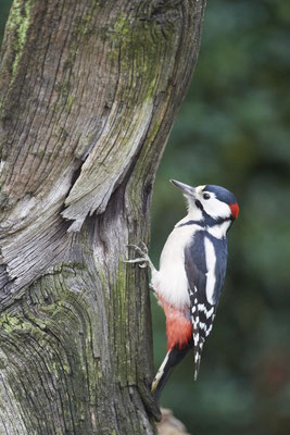 Buntspecht - Männchen im Garten - (24.10.2019)