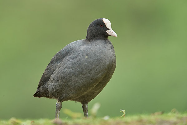 Blässhuhn