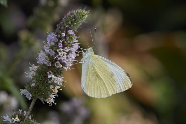 Kleiner Kohlweißling - Garten - (14.08.2022)