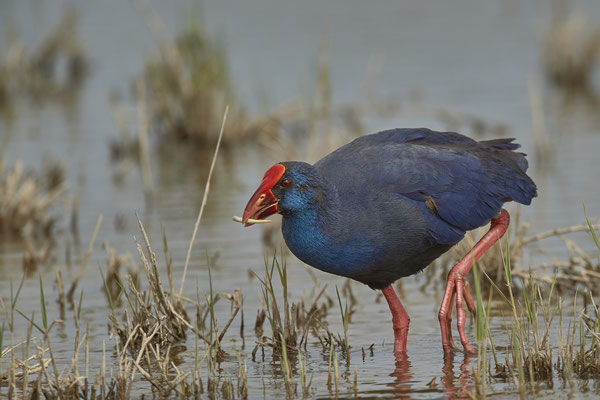 Purpurhuhn ( Naturpark Albufera )