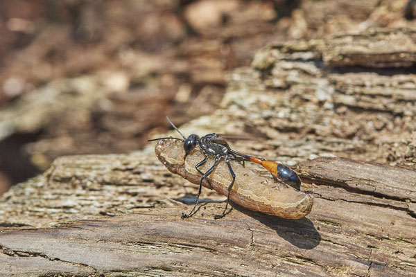 Ammophila sabulosa / Gemeine Sandwespe - später noch eine 2te Sandwespe mit betäubter Raupe - (18.07.2021)