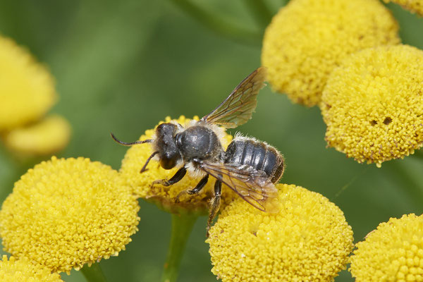 Megachile Megachile centuncularis - DIN Dickerstraße - (04.08.2021)