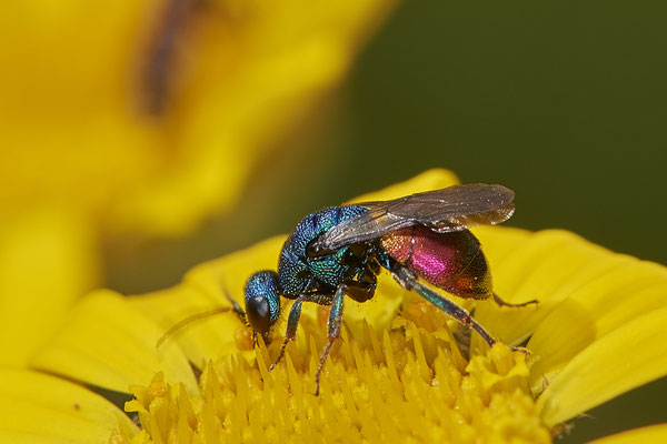 Nr.1036 - Goldwespe sp - ( Hedychrum gerstaeckeri ? ) - OB im Garten - 51°31`49.60" 6°50`56.50" - (29.07.2019)