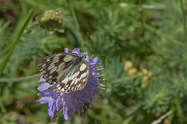 Schachbrett / Melanargia galathea - Kaiserstuhl - (23.06.2020)