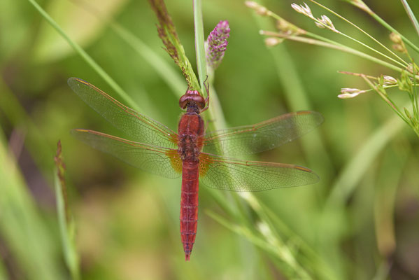 Feuerlibelle