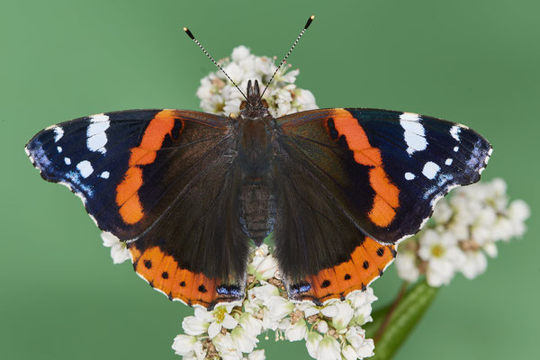 Admiral - Mehr Fotos und Schlupf > Tiere > Insekten > Schmetterling-Admiral - (25.08.2021)