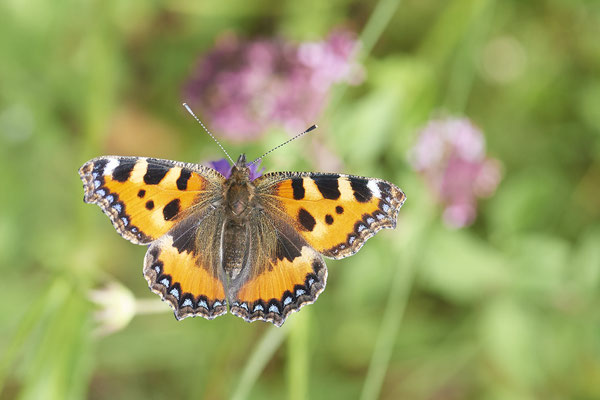 Kleiner Fuchs - (Urlaub im Allgäu / Bayern vom  08.07. bis 17.07.2022)