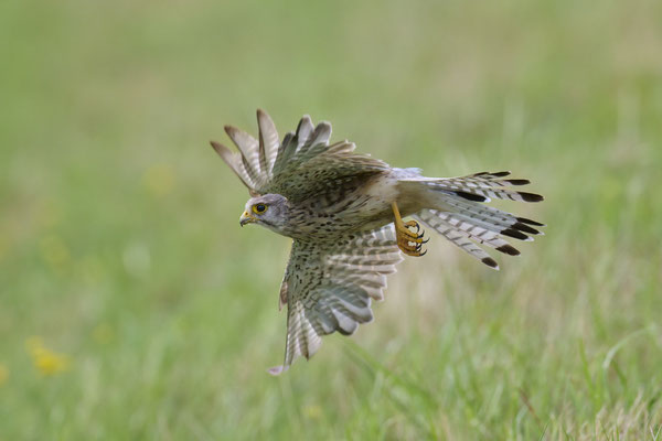 Turmfalke - Serie Flugfotos
