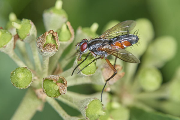 Nr. 5-1/11 - Raupenfliege (Mintho rufiventris)  - OB Weiherstraße-116 Parplatz Netto (24.09.2018)