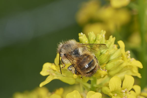 Osmia bicornis m - Renaturierte Kiesgruben in Weeze - (13.05.2021)