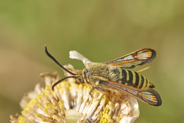 Nr.0942 - Bembecia ichneumoniformis / Hornklee-Glasflügler - OB Knappenviertel Walzenwerk - 51°28`55.66" 6°53`06.08" - (03.07.2019)
