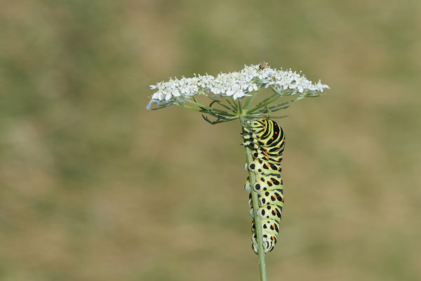  Papilio machaon / Schwalbenschwanz - DIN Emschermündung - 51°33`43.02" 6°41`27.86" - (22.09.2019)