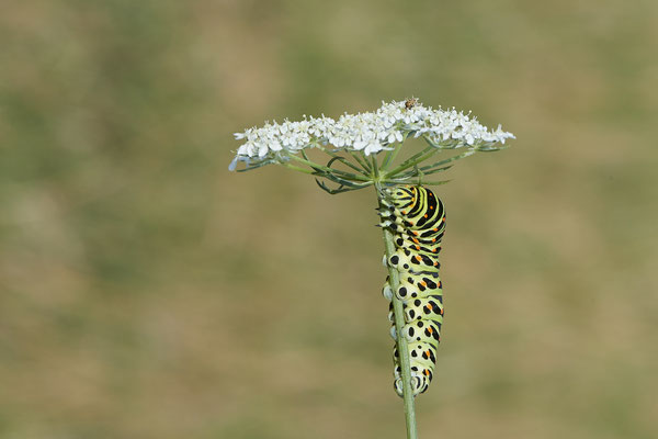  Papilio machaon / Schwalbenschwanz - DIN Emschermündung - 51°33`43.02" 6°41`27.86" - (22.09.2019)