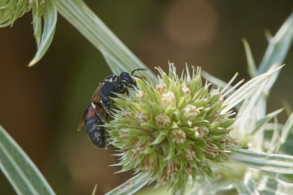 Hylaeus variegatus - Dinslaken Emschermündung - 51°33`56.26" 6°41`27.74" - (12.08.2020) - Rote Liste: Kategorie 3: Gefährdet