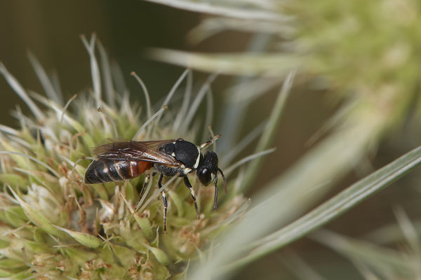 Hylaeus variegatus / Maskenbiene - Dinslaken Emschermündung - (18.08.2020)