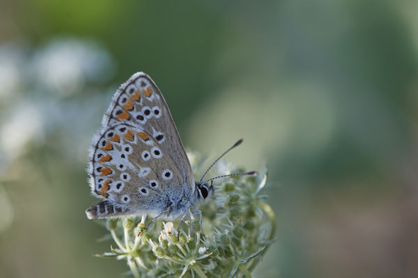 Dinslaken Emschermündung - 51°33`56.26" 6°41`27.74" - (08.08.2020)