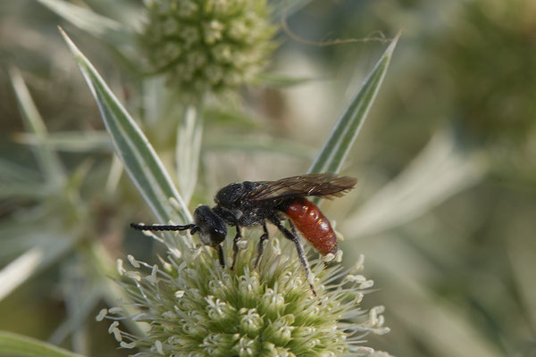 Sphecodes albilabris - Dinslaken Emschermündung - 51°33`56.26" 6°41`27.74" - (08.08.2020)