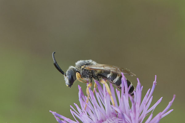 Halictus scabiosae / Gelbbindige-Furchenbiene - OB LMB - 51°29`11.55" 6°53`53.48" - (26.08.2020)