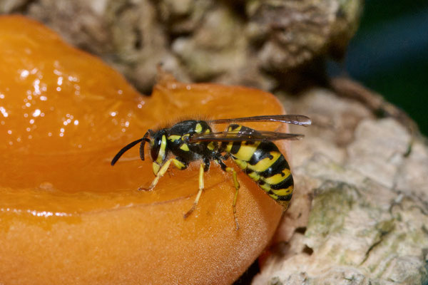 Vespula germanica