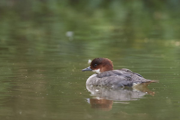 Zwergsäger Weibchen - Biotopwildpark Anholter Schweiz - (17.09.2020)