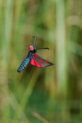 Sechsfleck-Widderchen