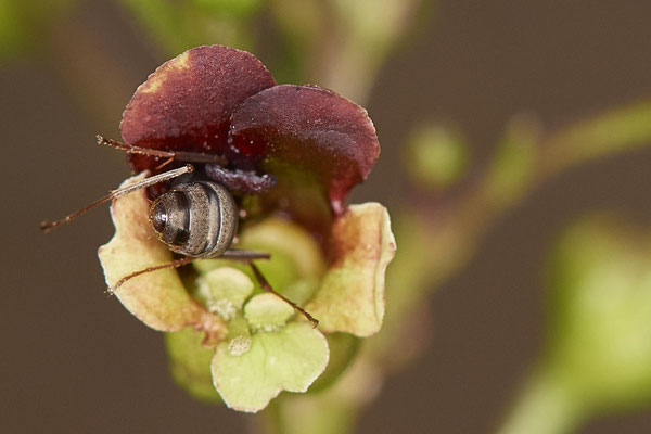 Nr.1185 - Scrophularia nodosa / Knotige Braunwurz - OB Zeche Sterkrade - 51°31`11.24" 6°50`15.70" - (14.08.2019) Blüten wurden rege von Ameisen besucht ( Bestäuber? )