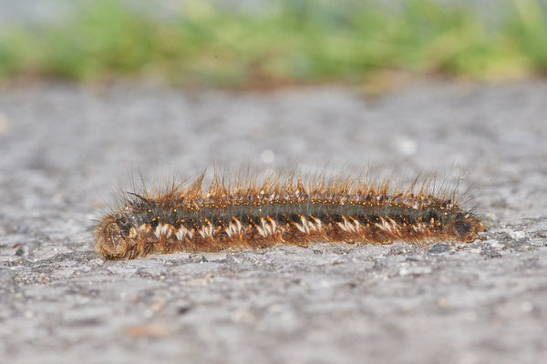 Grasglucke - Hünxe - (28.06.2022)