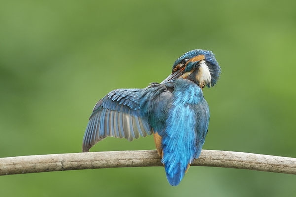 Eisvogel - und das gleiche nochmal Rückenseite - (22.05.2020)