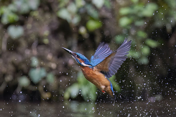 Eisvogel