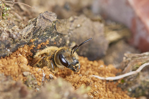 Nr.0665 - Halictus scabiosae / Gelbbindige Furchenbiene - OB LMB - 51°29`11.55" 6°53`53.48" - (27.05.2019)