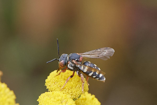 Nr.1173 - Epeolus variegatus / Gewöhnliche Filzbiene - WES Lippedünen Aaper Vennekes - 51°39`12.73"  6°40`40.66" - (12.08.2019)