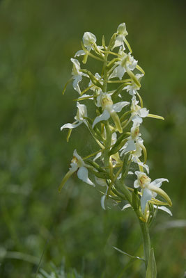 Orchideen in der Eifel - Mückenhändelwurz in weiß - (01.06.2019)