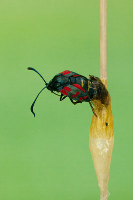 Schlupf vom Sechsfleck-Widderchen