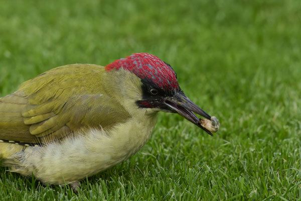 Grünspecht im Garten - dabei findet er mehrere Engerlinge