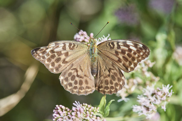 Kaisermantel / Argynnis phahia f. valesina - Unterart: Die dunkle Form der Weibchen ist in Mitteleuropa selten - (23.07.2022)