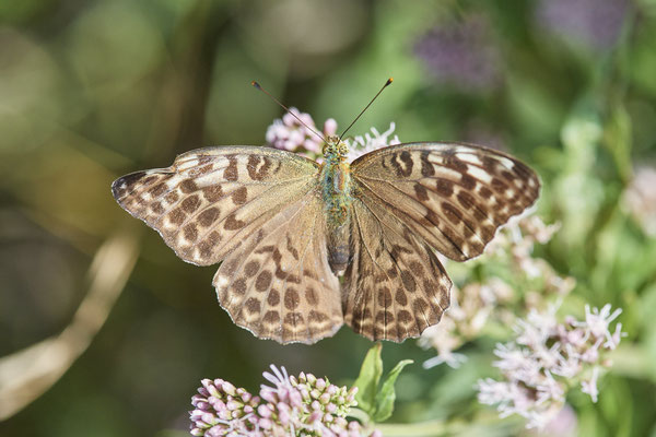 Kaisermantel / Argynnis phahia f. valesina - Unterart: Die dunkle Form der Weibchen ist in Mitteleuropa selten - (23.07.2022)