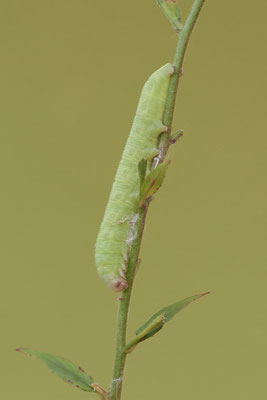 Nachtkerzenschwärmer - Eine frühe Raupe ( hellgrün ) war dabei - Essen - (05.08.2022)