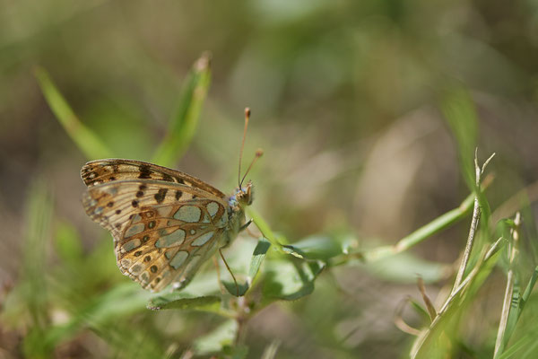 Nr.0032 - Kleiner Perlmutterfalter / Issoria lathonia - Kaiserstuhl - (23.06.2020)