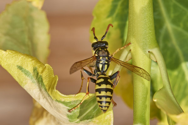 Nr.1022 - Polistes dominula / Französische Feldwespe - OB im Garten - 51°31`49.60" 6°50`56.50" - (29.07.2019)