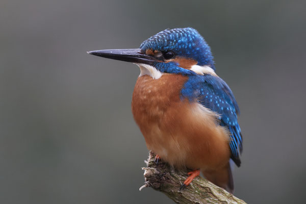 Serie vom Eisvogelmann - heute im Garten - (25.11.2019)