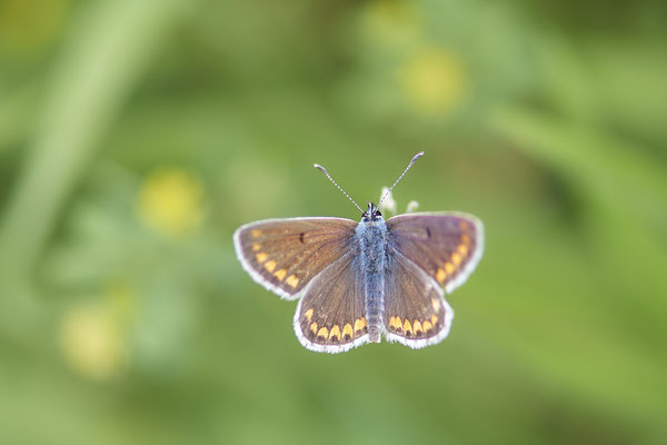 Nr.0645 - Polyommatus icarus / Hauhechel-Bläuling - DIN-Rotbach - 51°34`43.01" 6°48`44.20" - (27.05.2019)