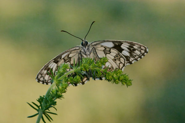 Schachbrettfalter