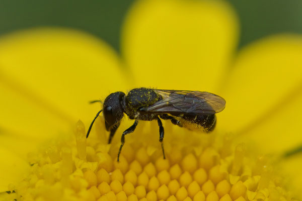 Heriades truncorum