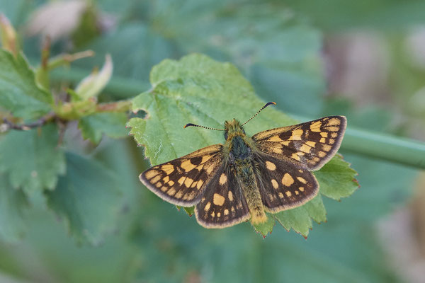 Gelbwürfeliger Dickkopffalter / Carterocephalus palaemon im Venner Moor (19.05.2019)